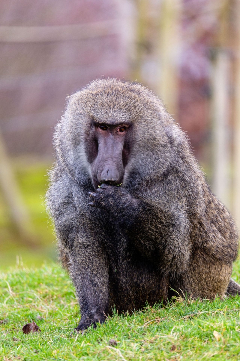 Olive baboon - De Zonnegloed - Animal park - Animal refuge centre 